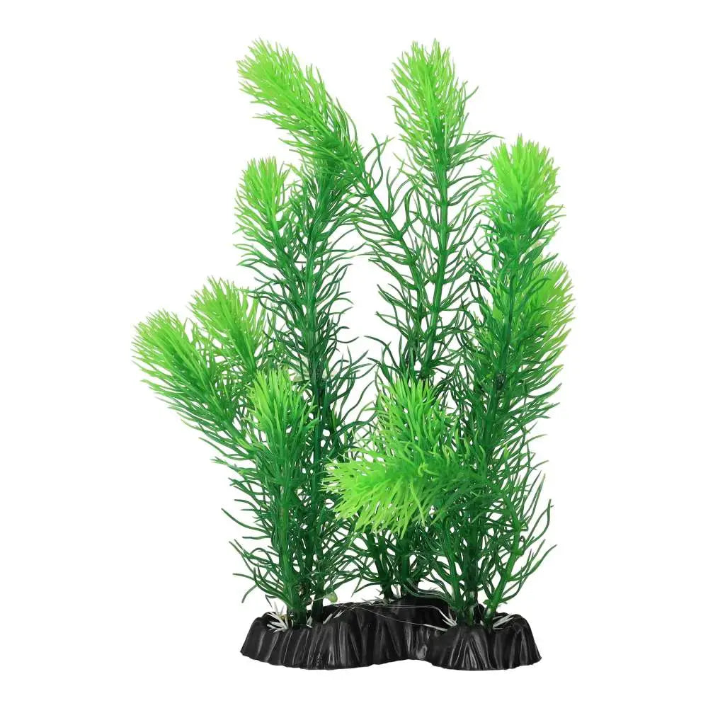 AquaSpectra Myrio Green