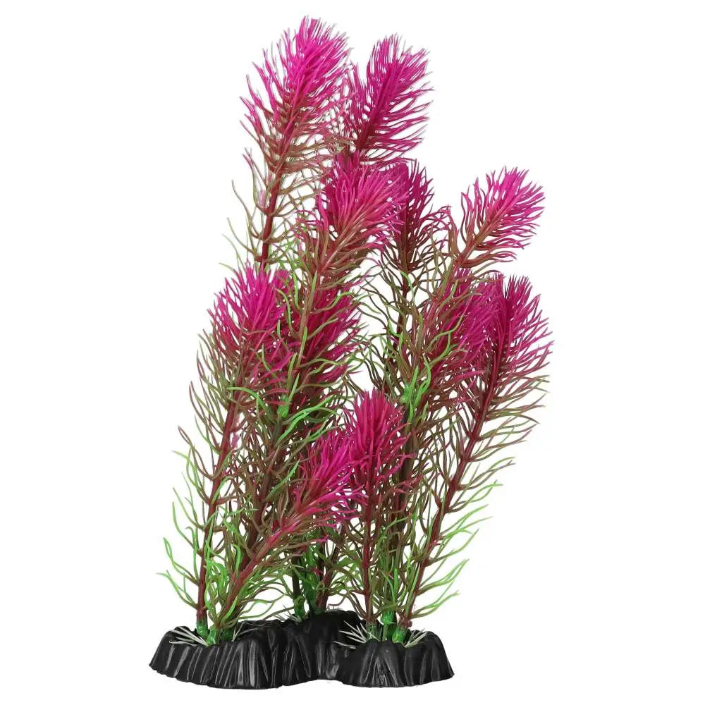 AquaSpectra Myrio Pink
