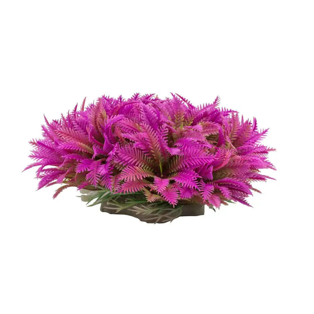 Buy AquaSpectra Myriophyllum 14cm online