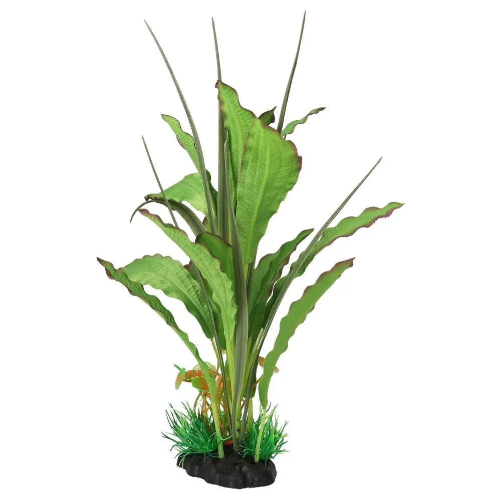 Buy AquaSpectra Narrow Leaf Green online