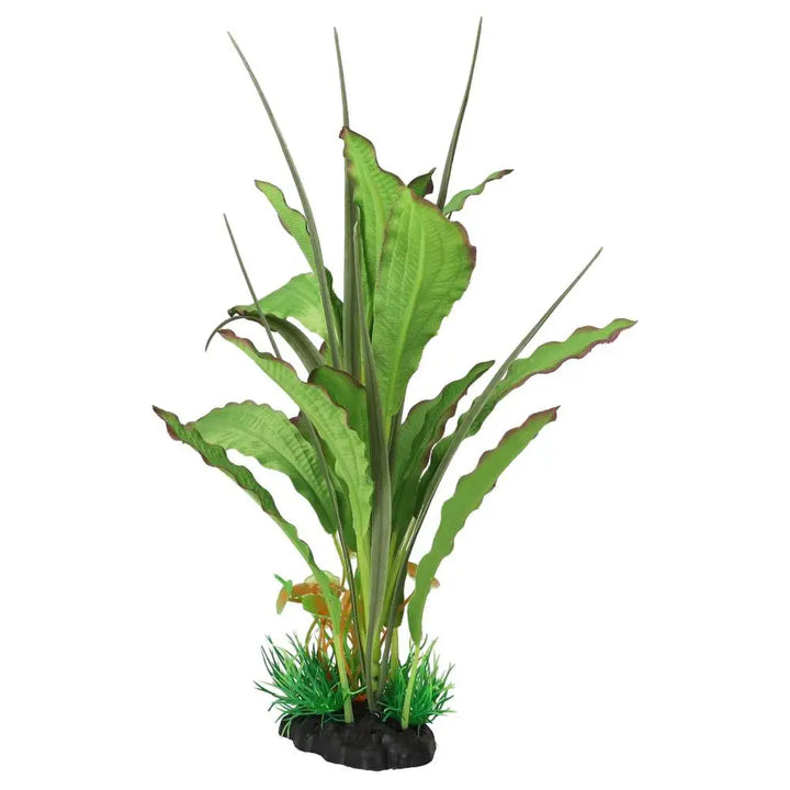 Buy AquaSpectra Narrow Leaf Green online