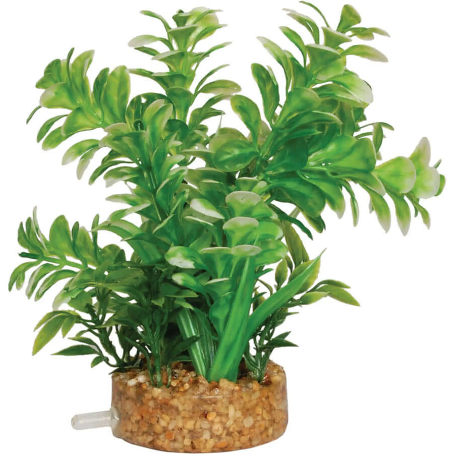 Buy AquaSpectra Plant with Airstone Base 10cm (1DA116) Online at £4.59 from Reptile Centre