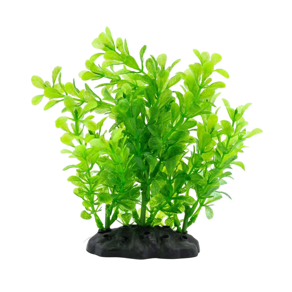 Buy AquaSpectra Rotala Plant 15cm (1DA466) Online at £2.39 from Reptile Centre