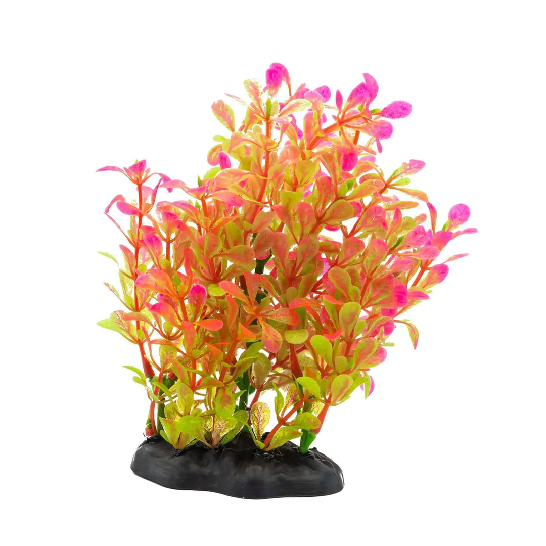 Buy AquaSpectra Rotala Plant 15cm (1DA465) Online at £2.39 from Reptile Centre