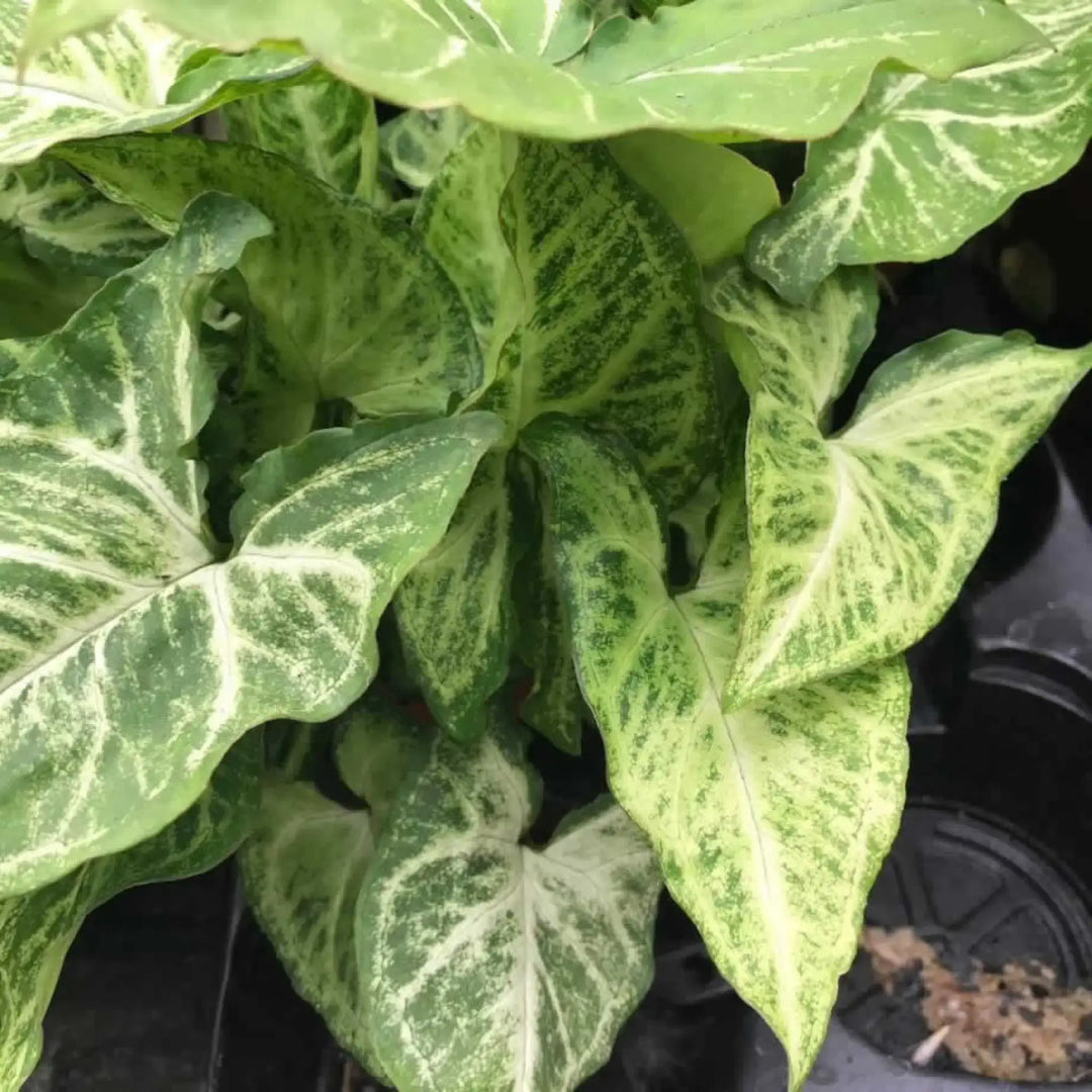 Buy Arrowhead Vine 'Arrow' (Syngonium 'Arrow') (PPL501L) Online at £8.54 from Reptile Centre