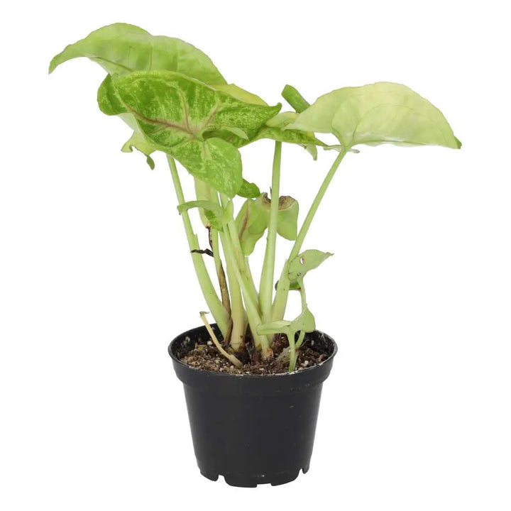 Buy Arrowhead Vine &