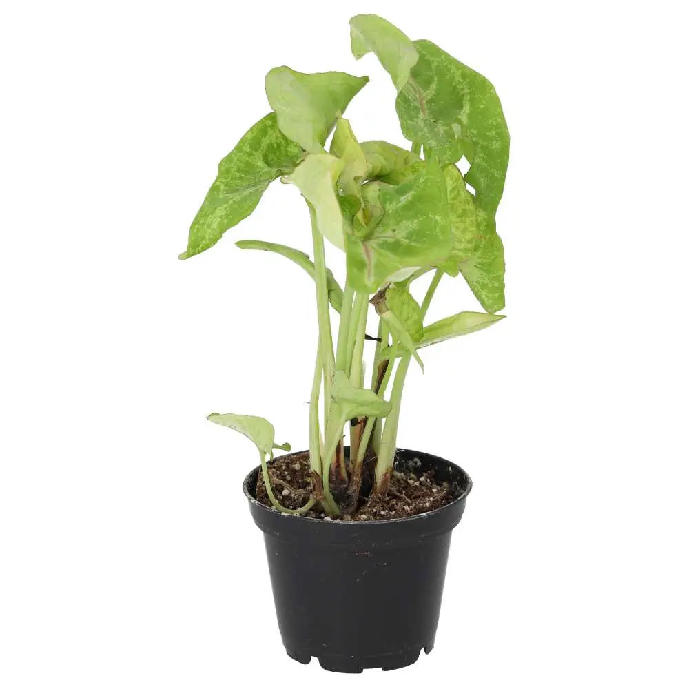Buy Arrowhead Vine &