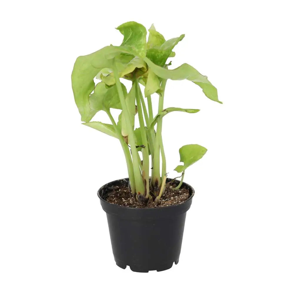 Buy Arrowhead Vine 'Arrow' (Syngonium 'Arrow') online