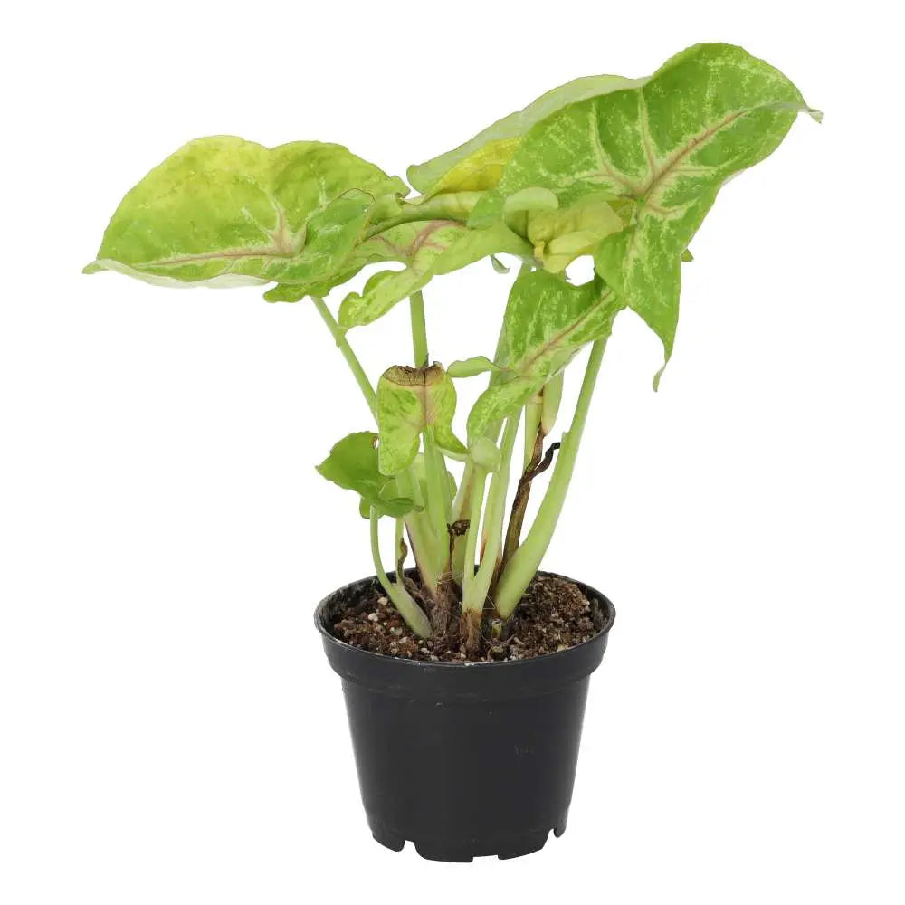 Buy Arrowhead Vine 'Arrow' (Syngonium 'Arrow') online
