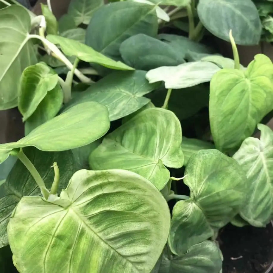 Buy Arrowhead Vine 'Ice Frost' (Syngonium 'Ice Frost') (PPL502L) Online at £18.04 from Reptile Centre