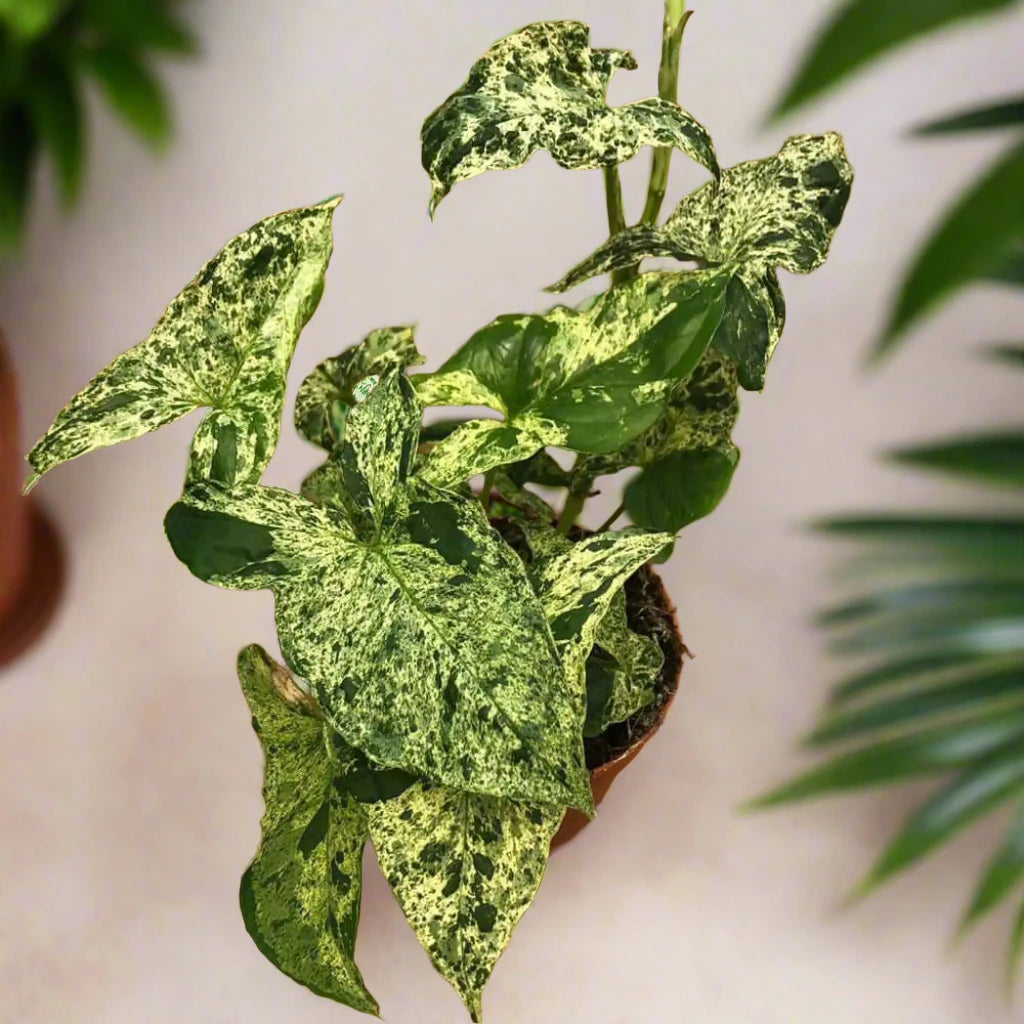 Buy Arrowhead Vine 'Mottled' (Syngonium 'Mottled') (PPL523L) Online at £27.99 from Reptile Centre