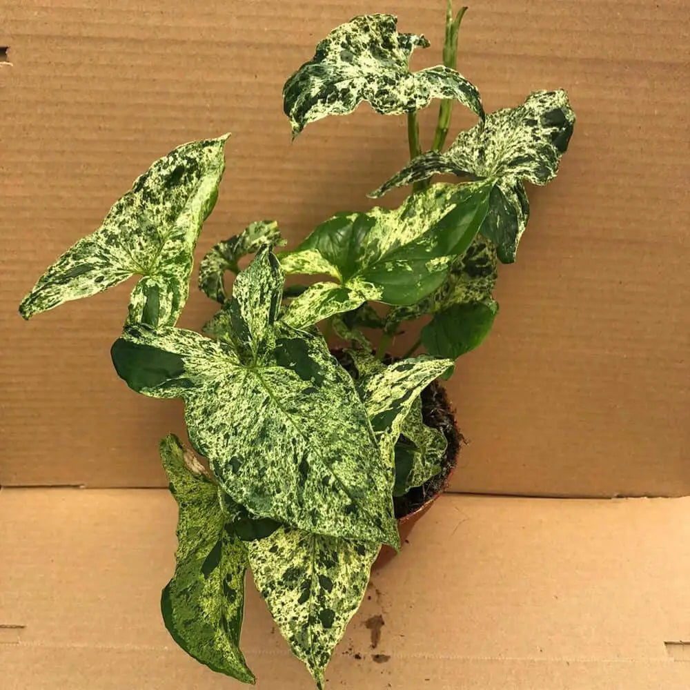 Buy Arrowhead Vine 'Mottled' (Syngonium 'Mottled') (PPL523L) Online at £27.99 from Reptile Centre