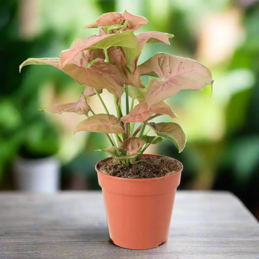Buy Arrowhead Vine 'Pink' (Syngonium 'Pink') online