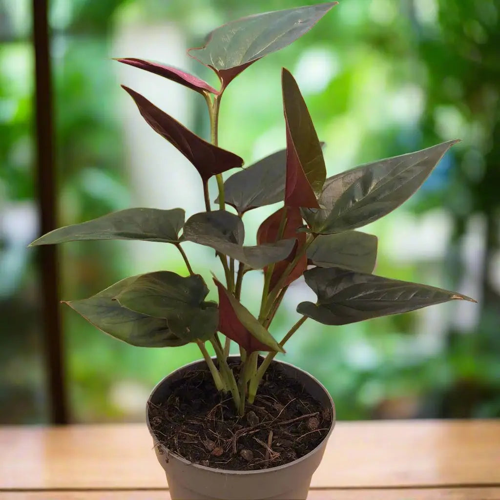 Buy Arrowhead Vine 'Red Arrow' (Syngonium 'Red Arrow') online