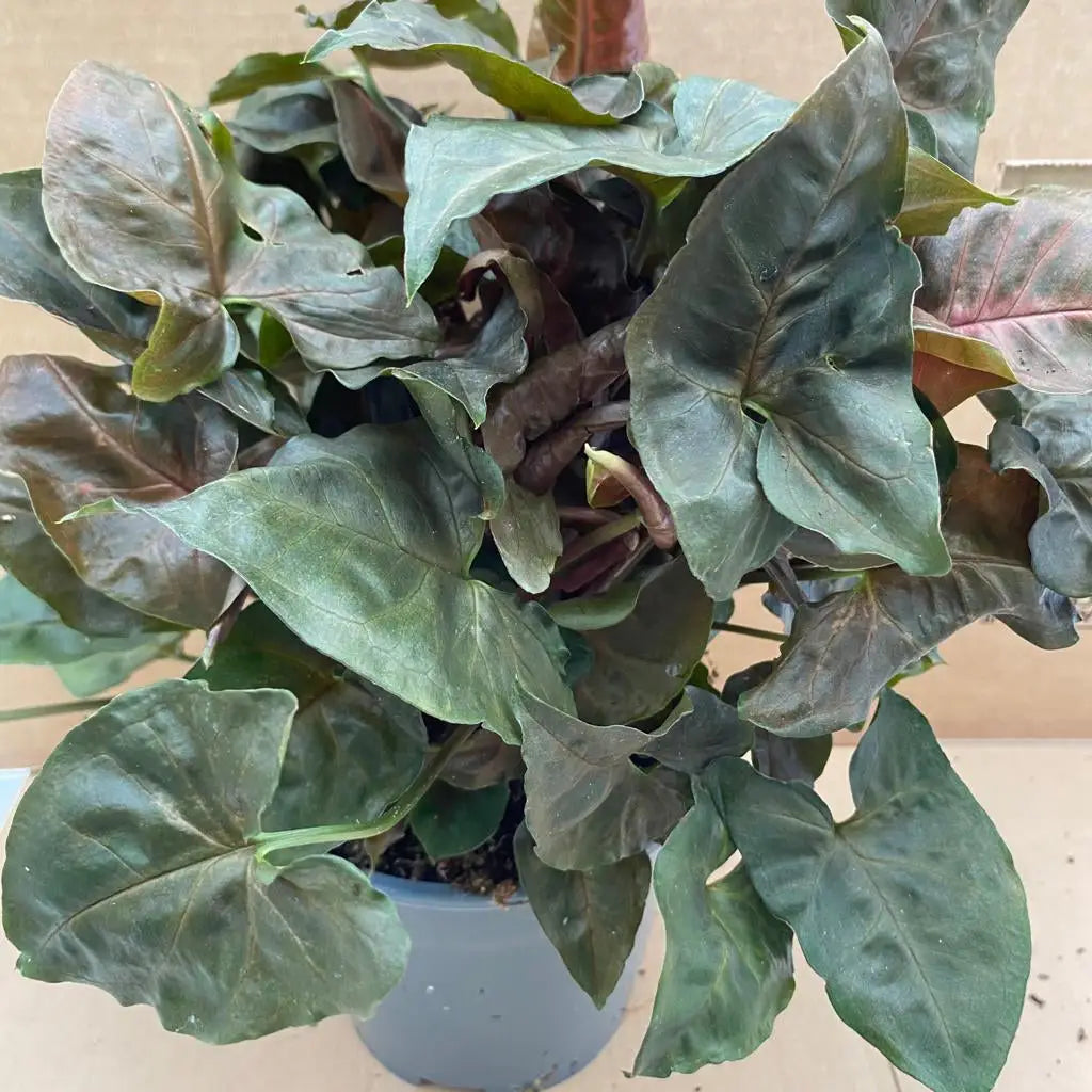 Buy Arrowhead Vine 'Red Maria' online