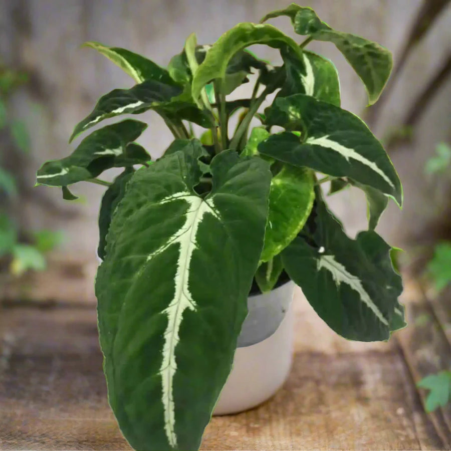 Buy Arrowhead Vine 'Silver Goosefoot' (Syngonium wendlandii) (PPL512L) Online at £18.99 from Reptile Centre