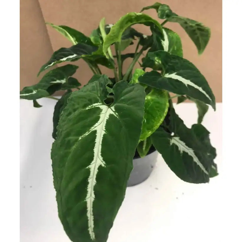 Buy Arrowhead Vine 'Silver Goosefoot' (Syngonium wendlandii) (PPL512L) Online at £18.99 from Reptile Centre