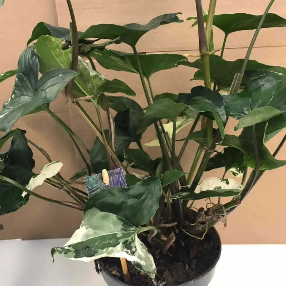 Buy Arrowhead Vine 'Variegated' (Syngonium podophyllum) online