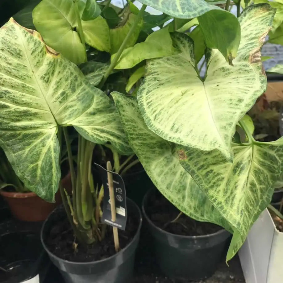 Buy Arrowhead Vine 'White Butterfly' (Syngonium podophyllum) online