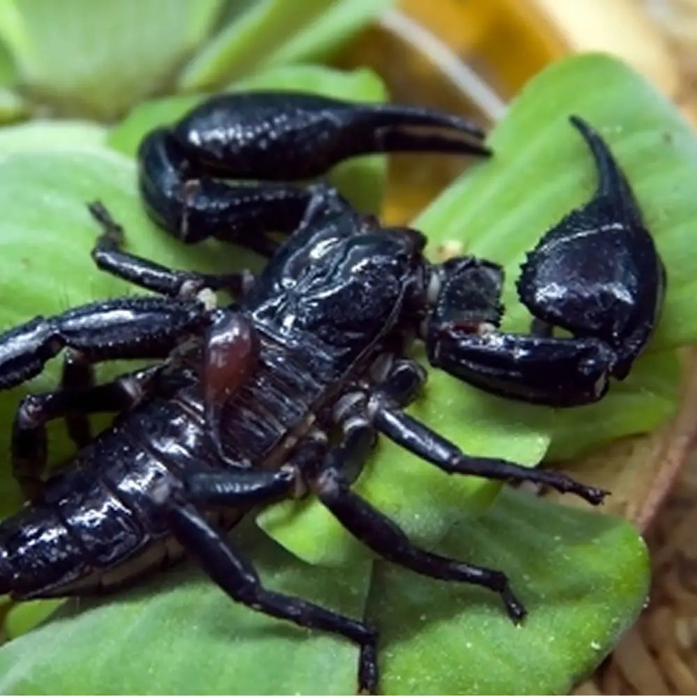 Buy Asian Forest Scorpion Setup online