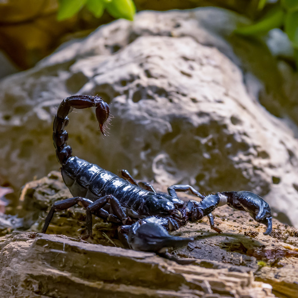 An Asian forest scorpion climbing down a shale rock backdropped by a boulder and some foliage.