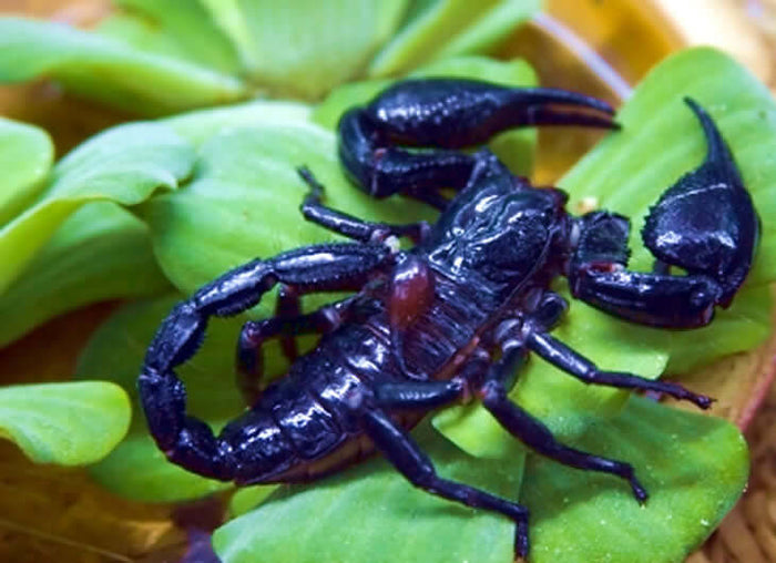 Asian Forest Scorpion Setup