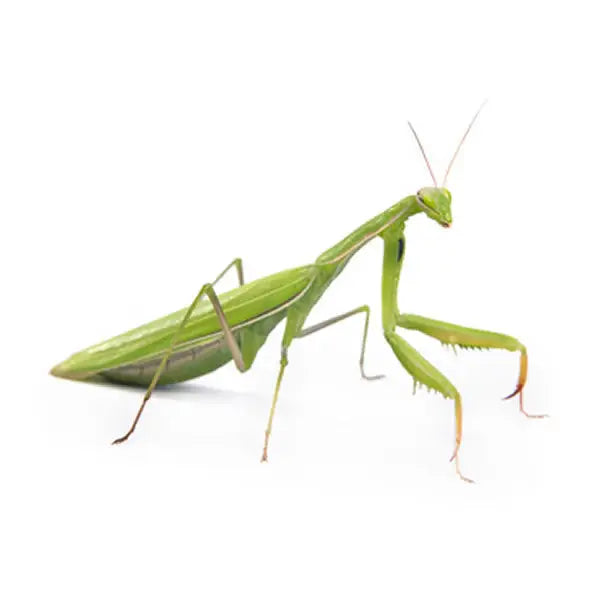 Buy Asian Mantis Setup online