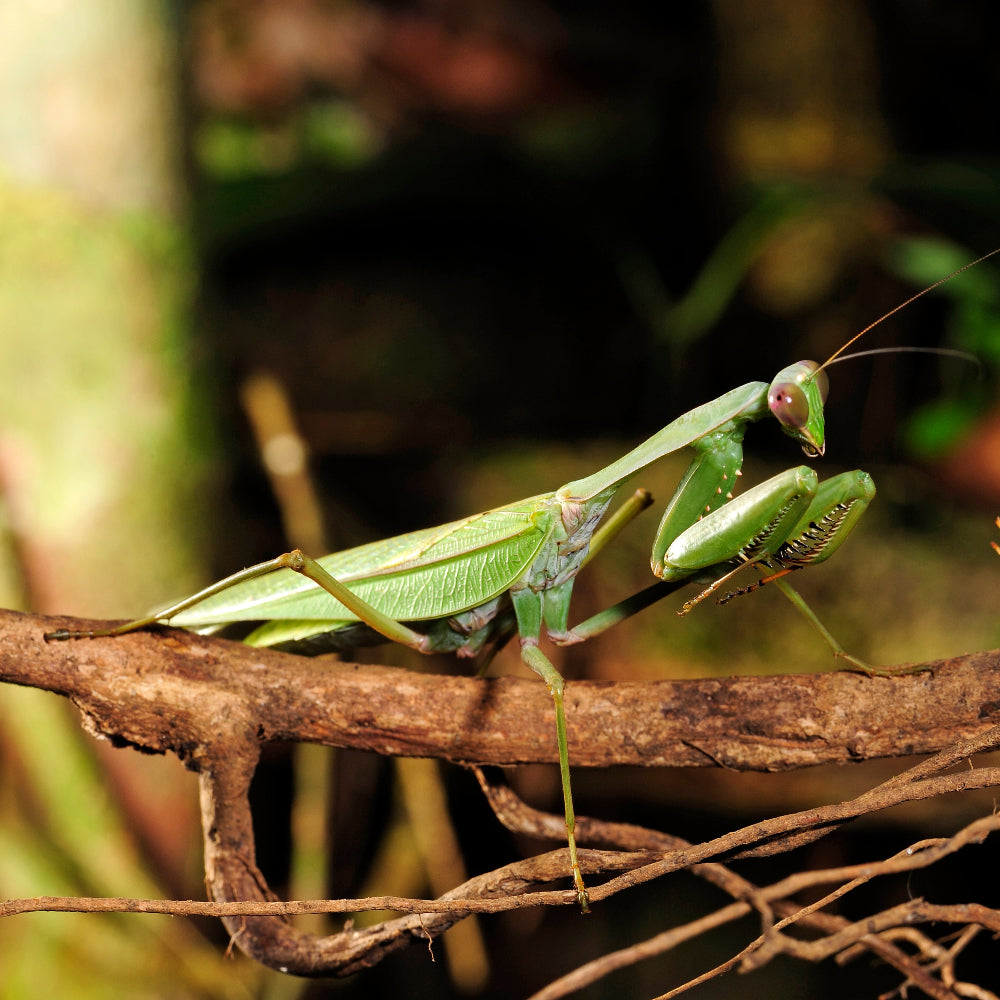 A giant asian mantis, Hierodula membranacea, climbing along a small branch.