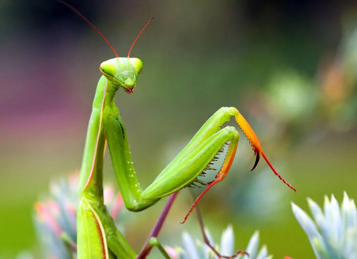 Close up of Asian Mantis