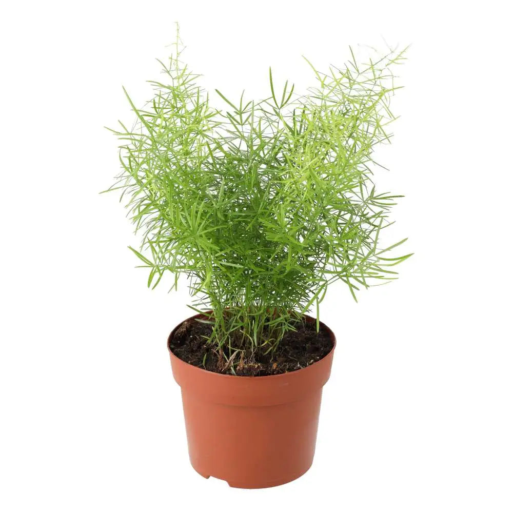 Buy Asparagus Fern (Asparagus densiflorus 'Sprengeri') online