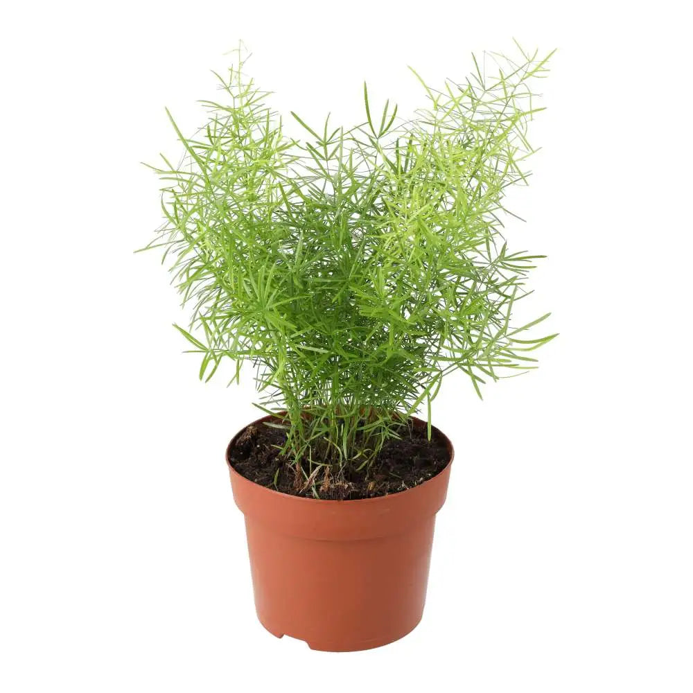 Buy Asparagus Fern (Asparagus densiflorus 'Sprengeri') online