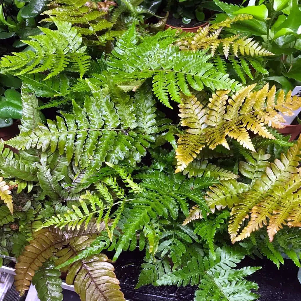 Buy Autumn Fern (Dryopteris sp.) online