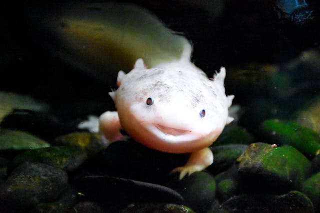Axolotl Food