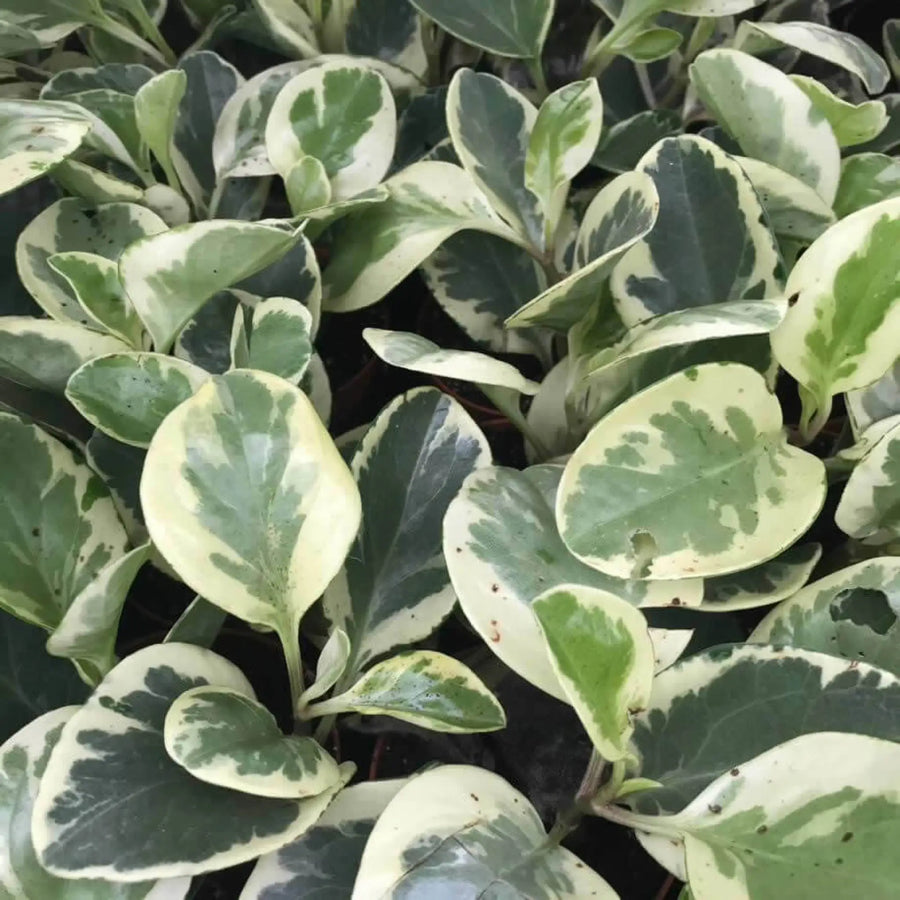 Buy Baby Rubberplant (Peperomia obtusifolia) (PPL483L) Online at £9.49 from Reptile Centre