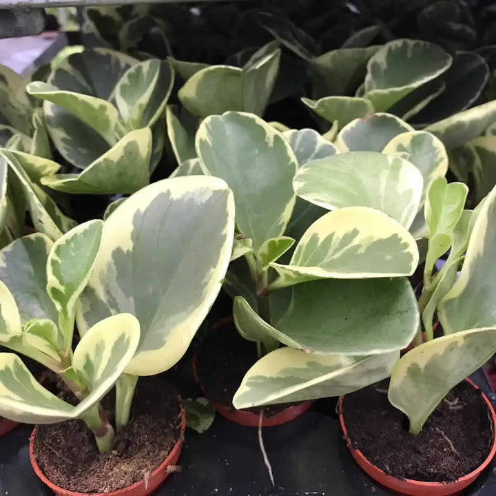 Buy Baby Rubberplant (Peperomia obtusifolia) online