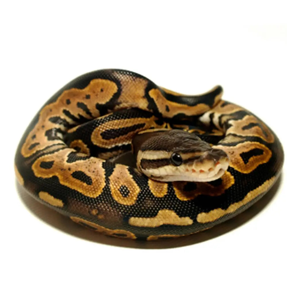 Ball Python Setup – Northampton Reptile Centre