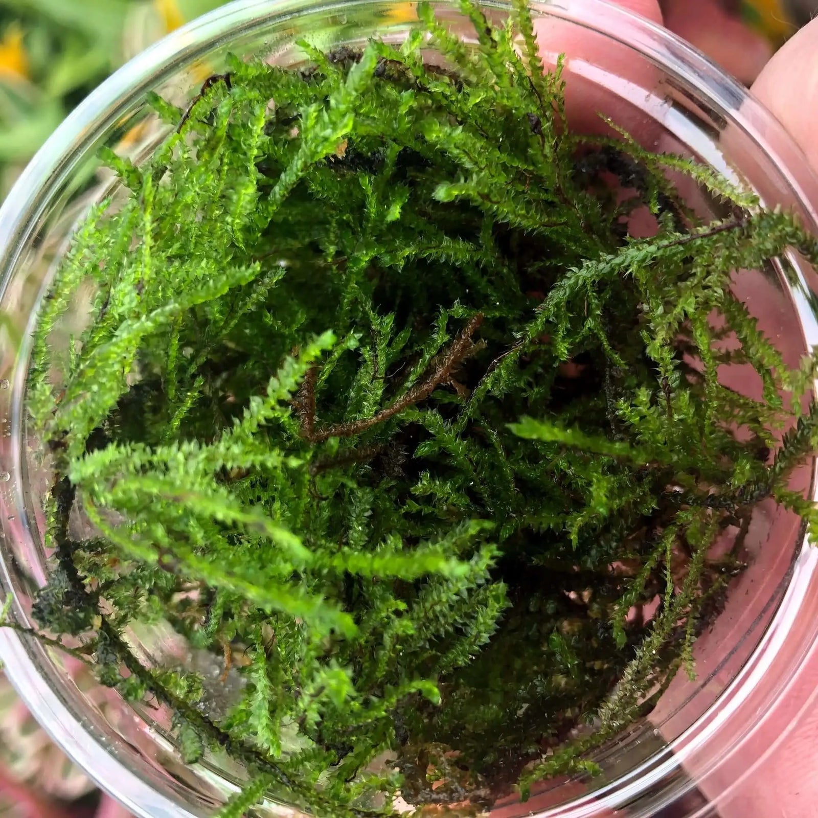 Buy Barbieri Java Moss (Taxiphyllum barbieri) online