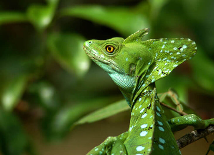 Green Basilisk setup
