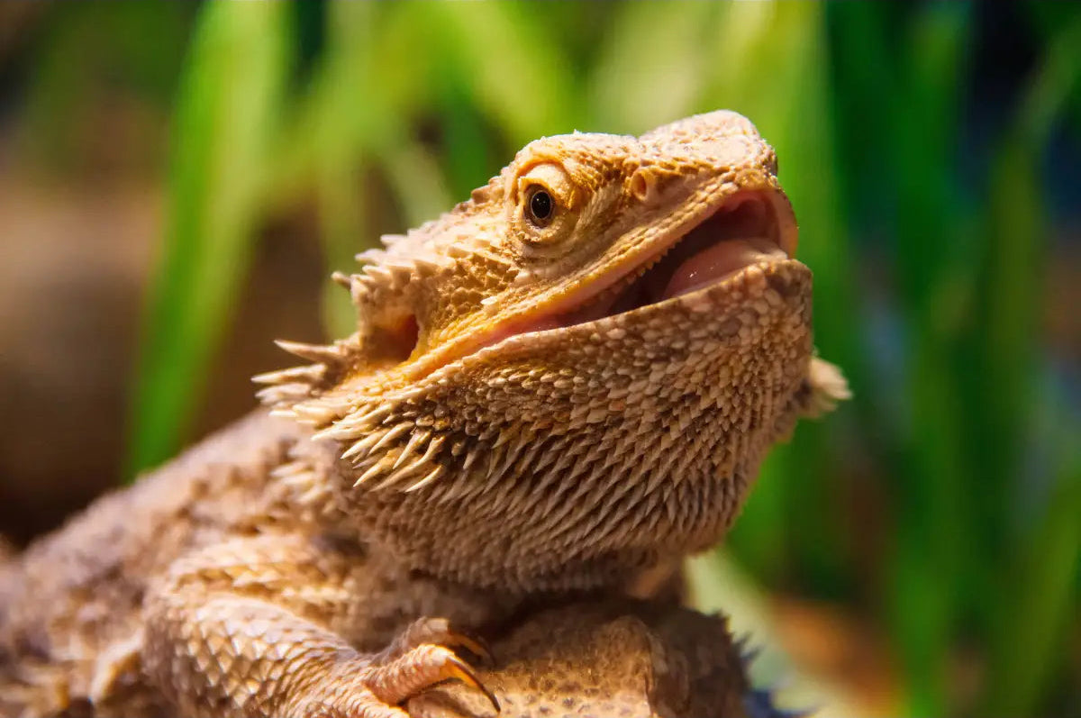 Buy Bearded Dragon Setup NEW online