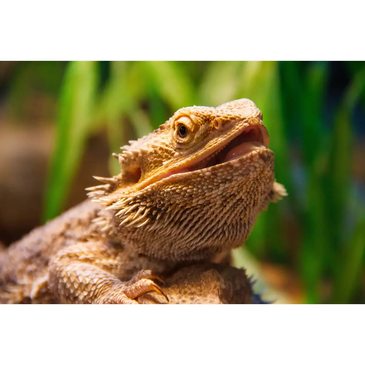 Bearded Dragon Setup TEST