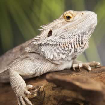 Bearded Dragon