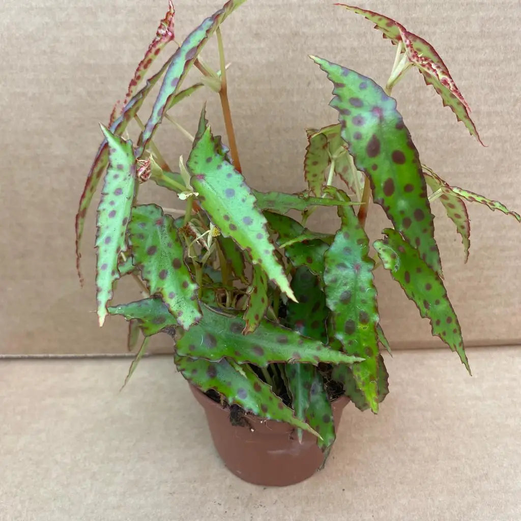 Buy Begonia amphioxus online