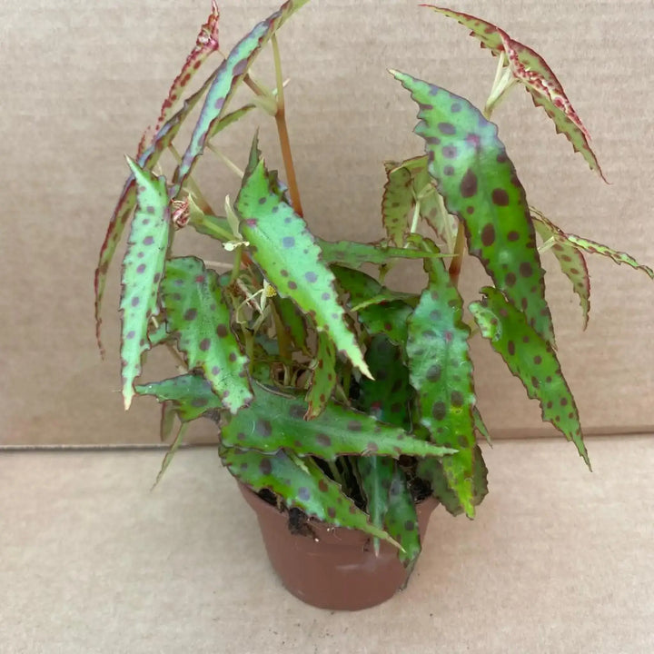 Begonia Amphioxus Large Live Plants