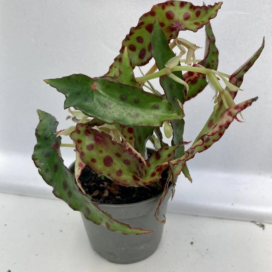 Begonia Amphioxus Small Live Plants