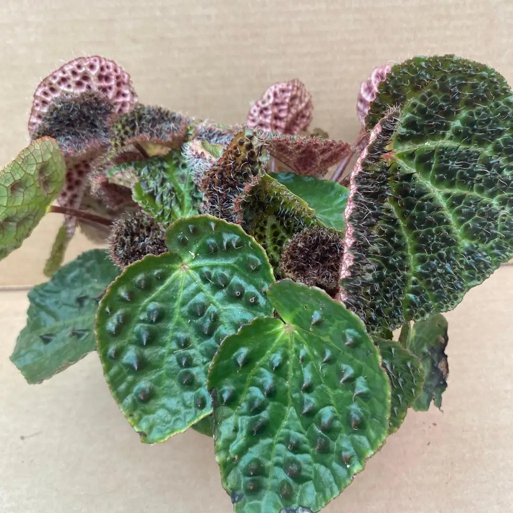 Begonia Ferox Live Plants