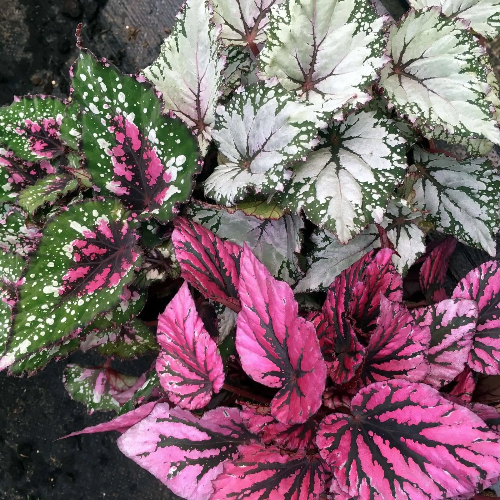 Buy Begonia (Begonia sp.) online