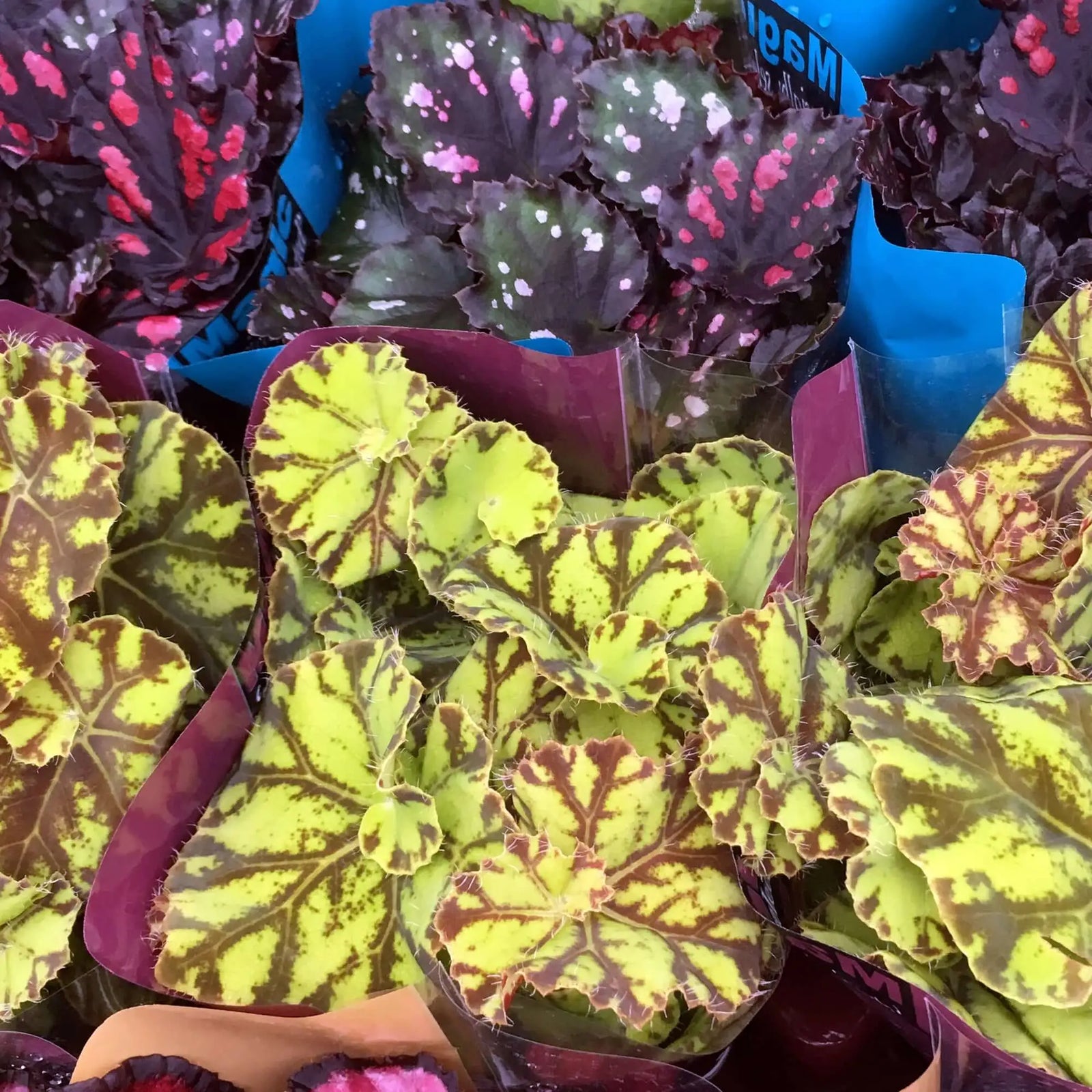 Buy Begonia (Begonia sp.) online