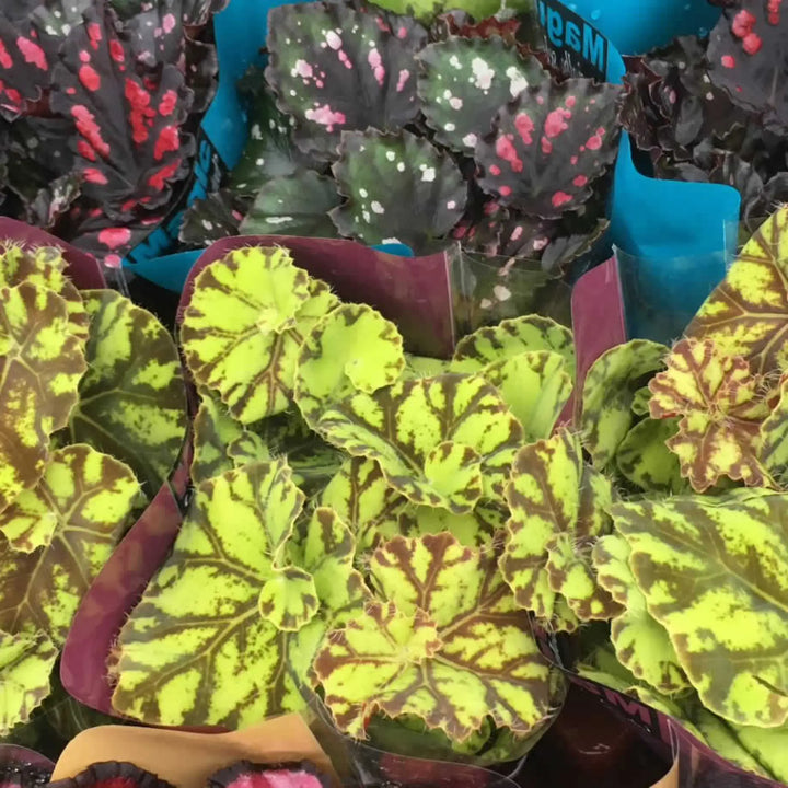 Buy Begonia (Begonia sp.) (PPL447S) Online at £4.74 from Reptile Centre