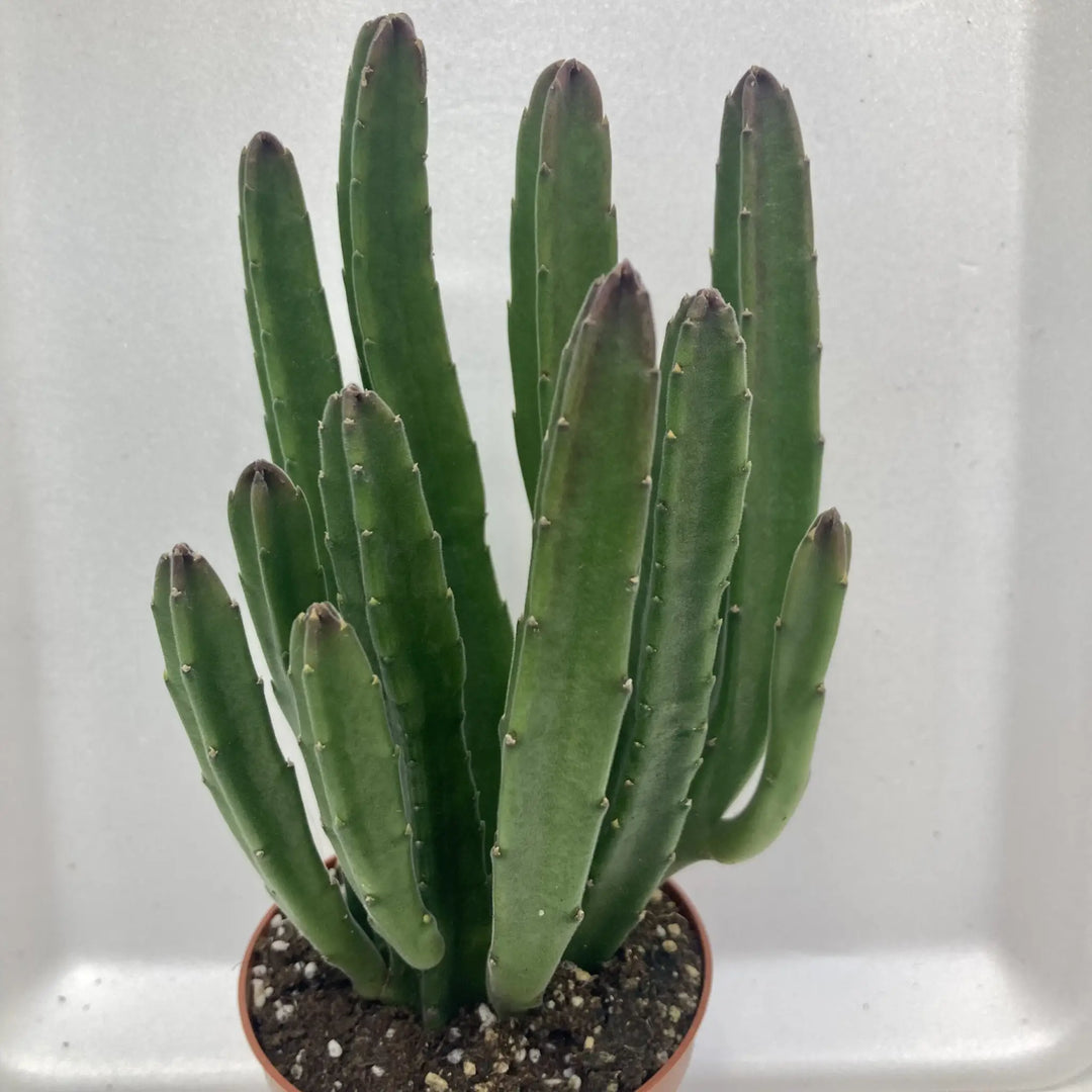 Bell Succulent (Stapelia Leendertziae) Medium Live Plants