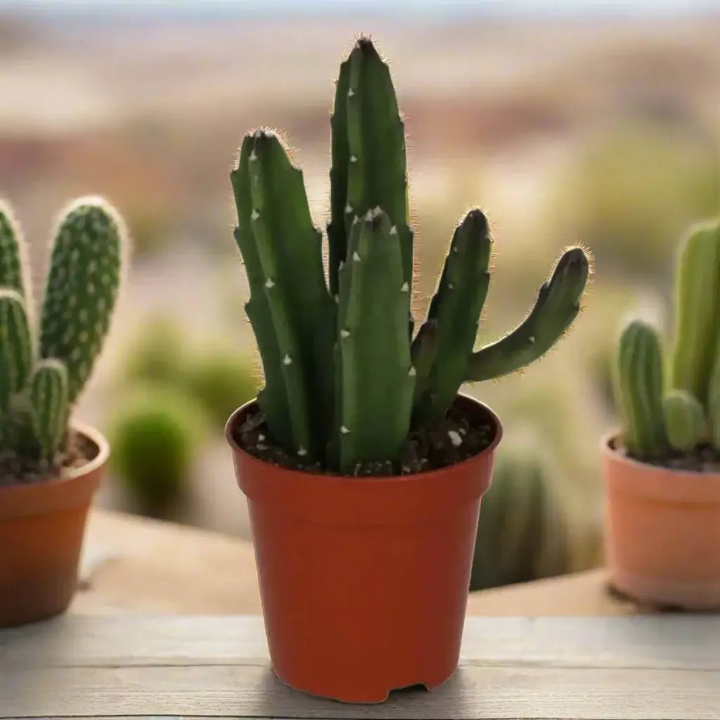 Bell Succulent (Stapelia Leendertziae) Small Live Plants